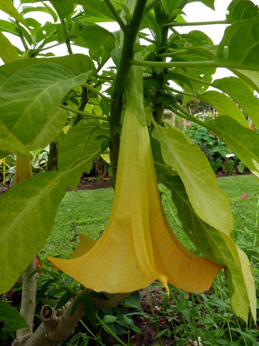 Brugmansia x 'jaune'